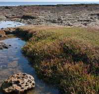 Ricketts Point Marine Sanctuary - Accommodation in Bendigo