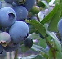 Tuckerberry Hill - Accommodation in Bendigo