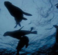 The Arches Marine Sanctuary - Accommodation in Bendigo