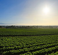 GREENSTONE VINEYARDS - Accommodation in Bendigo