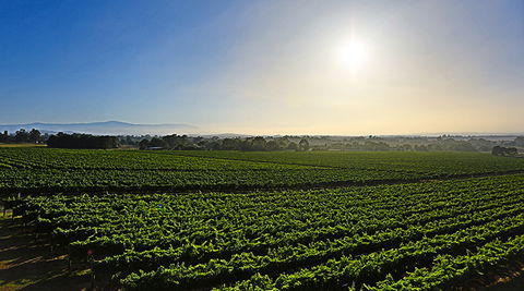GREENSTONE VINEYARDS - Accommodation in Bendigo 0