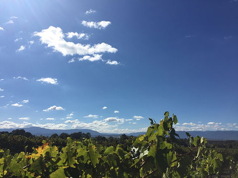 GREENSTONE VINEYARDS - Accommodation in Bendigo 5