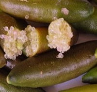 Sandy Creek Olives and Finger Limes - Accommodation in Bendigo