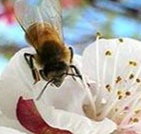 Clayridge Honey - Accommodation in Bendigo