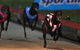 Dapto Dogs - thumb 0