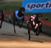 Dapto Dogs - Accommodation in Bendigo