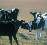 Bodalla Dairy Cheese Factory - Accommodation in Bendigo