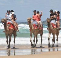 Camel Rides with Coffs Coast Camels - Accommodation in Bendigo
