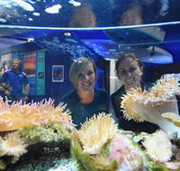 Solitary Islands Aquarium - Accommodation in Bendigo