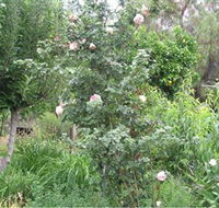 Tombstone Estate Vineyard - Accommodation in Bendigo