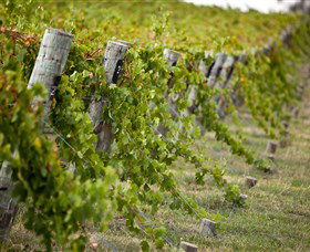 Moothi Estate Vineyard And Cellar Door - Accommodation in Bendigo 1