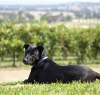 Moothi Estate Vineyard and Cellar Door - Accommodation in Bendigo