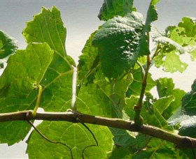 Angullong Wines - Accommodation in Bendigo 1