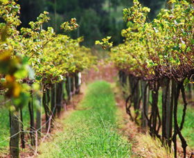 Fussy Grape Winery - Accommodation in Bendigo 2