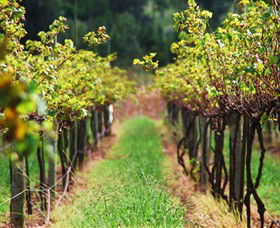 Fussy Grape Winery - Accommodation in Bendigo 1