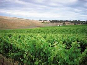 Uleybury Wines - Accommodation in Bendigo 2