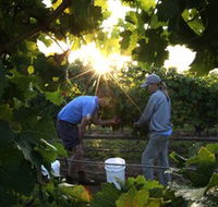 Oakdene Vineyards Restaurant and Cellar Door - Accommodation in Bendigo