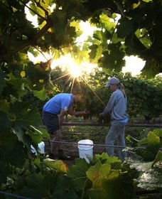 Oakdene Vineyards Restaurant And Cellar Door - Accommodation in Bendigo 0