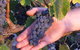 Eagles Rise Wine - thumb 0