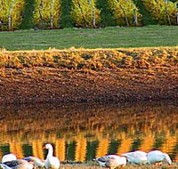 Pipers Brook Vineyard