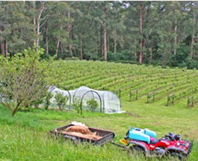 Peveril Vineyard/Beechy Berries - Accommodation in Bendigo 1