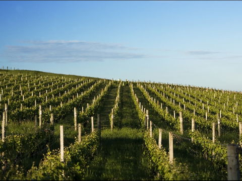Delamere Vineyard - Accommodation in Bendigo 0