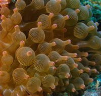 Coral Gardens Dive Site Mooloolaba - Accommodation in Bendigo