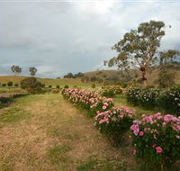 Damasque Rose Oil Farm - Accommodation in Bendigo