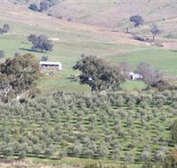 Wymah Organic Olives and Lambs - Accommodation in Bendigo