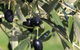 Wymah Organic Olives And Lambs - thumb 2