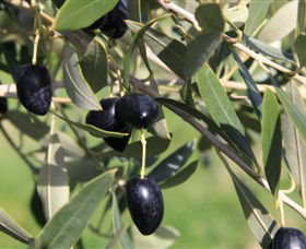 Wymah Organic Olives And Lambs - Accommodation in Bendigo 2