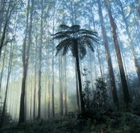 Yarra Ranges National Park - Accommodation in Bendigo