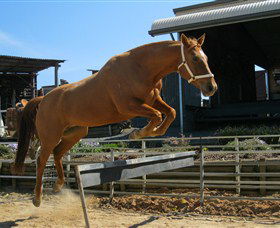 Boggy Creek Shows - Accommodation in Bendigo 3