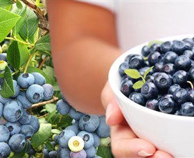 Jolly Berries - Accommodation in Bendigo 0