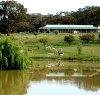 Clearview Alpacas - Accommodation in Bendigo