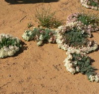 Coorow Wreath Flowers - Accommodation in Bendigo