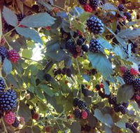 Gunnadoo Berries - Accommodation in Bendigo