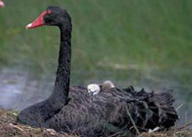  Accommodation in Bendigo