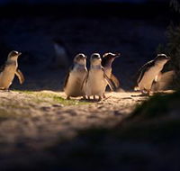 Phillip Island Nature Parks - Accommodation in Bendigo