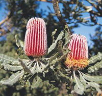 Coorow Wildflower Drive - Accommodation in Bendigo