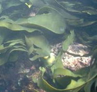 Churchill Island Marine National Park - Accommodation in Bendigo