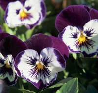 Newtown Park State Rose Garden - Accommodation in Bendigo