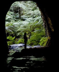 Glow Worm Tunnel - Accommodation in Bendigo 2