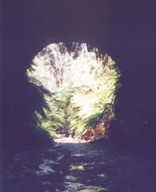 Glow Worm Tunnel - Accommodation in Bendigo 0