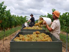 Golden Grove Estate - Accommodation in Bendigo 0