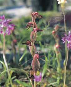 Carnamah-Eneabba Wildflower Drive - Accommodation in Bendigo 0