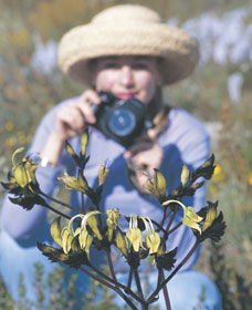 Carnamah-Eneabba Wildflower Drive - Accommodation in Bendigo 1