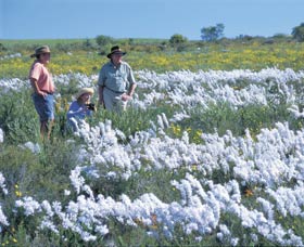 Carnamah-Eneabba Wildflower Drive - Accommodation in Bendigo 2