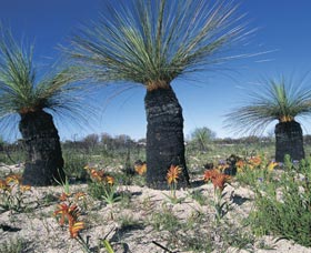 Carnamah-Eneabba Wildflower Drive - Accommodation in Bendigo 3