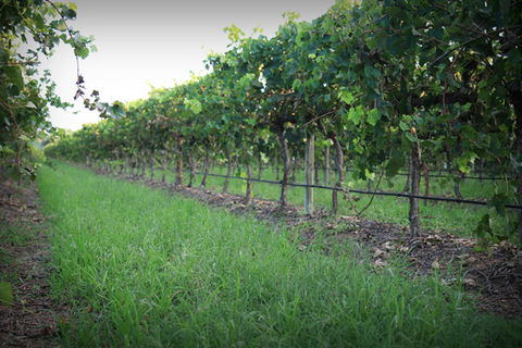 Bunnamagoo Wines - Accommodation in Bendigo 2